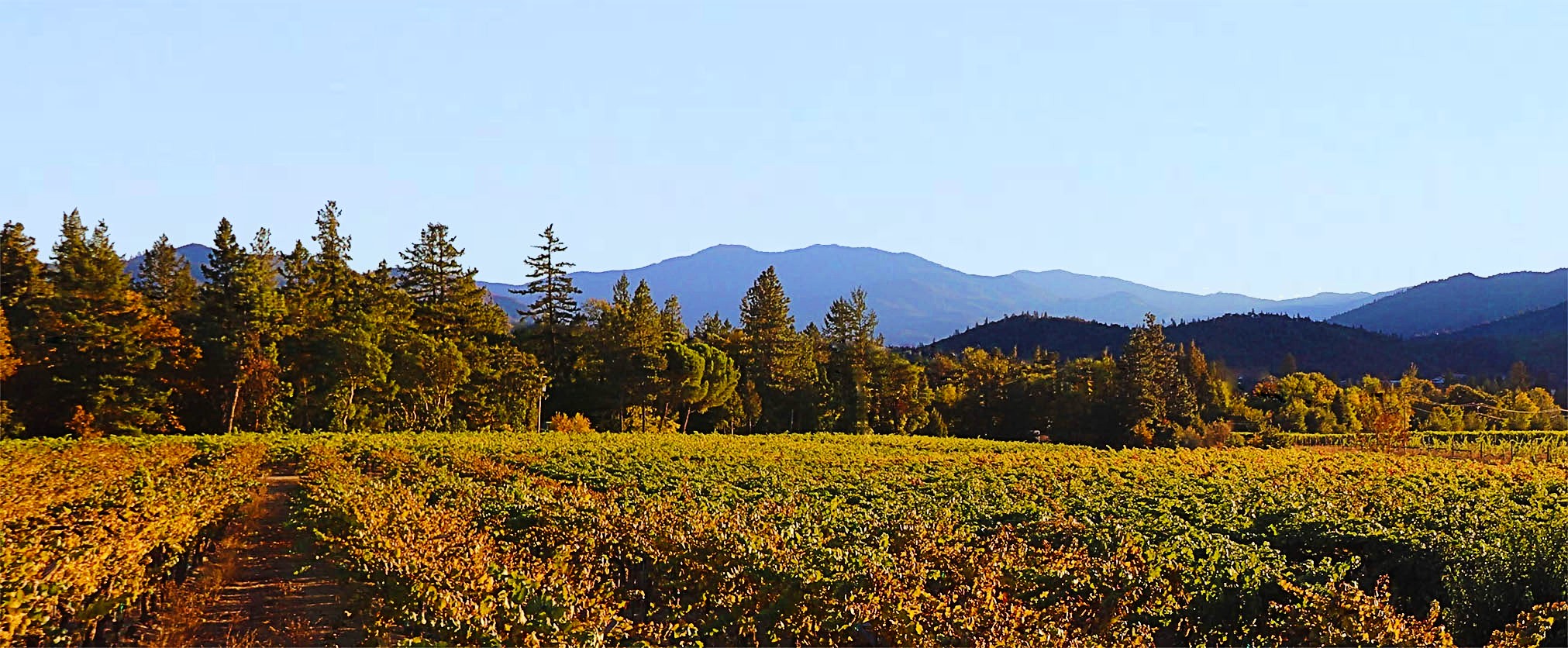 Rosella's is a small family vineyard and winery along the Applegate Wine Trail